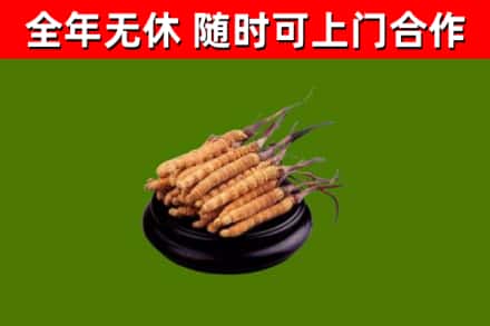 房县回收散虫草